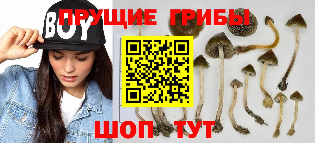 Галлюциногенные грибы Cubensis  Галлюциногенные грибы Magic Shrooms  Вход с VPN  Богданович 